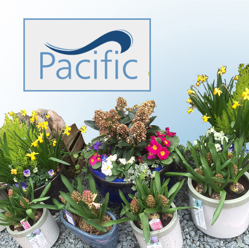 Pacific Nurseries – Grown In England