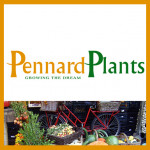 Grown in England Pennard Plants 2