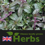 Grown in England Pepperpot Nursery 8