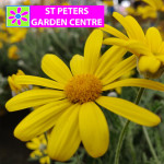 Grown in England St Peters Garden Centre 3