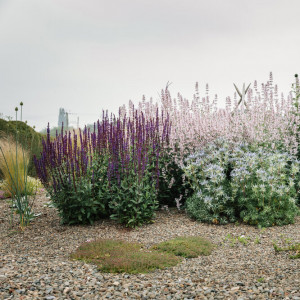 Grown in England The Cottage Herbery 1