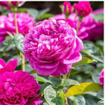 Grown in England Whitehall Garden Centre 4