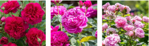 Grown in England Whitehall Garden Centre 4
