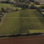 Grown in England Whitehall Vineyard 5