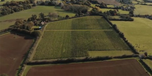 Grown in England Whitehall Vineyard 5