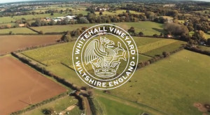 Grown in England Whitehall Vineyard 7
