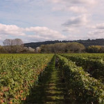 Grown in England Whitehall Vineyard 9