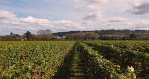 Grown in England Whitehall Vineyard 9