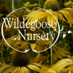 Grown in the UK  Wildegoose Nursery 1