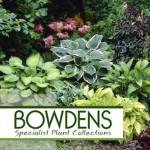 Grown in England Atlantic Bowdens 1