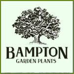 Grown in England Bampton Garden Plants 7