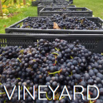 Grown in England Bearley Vineyard 1