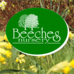 Grown in England Beeches Nursery 1