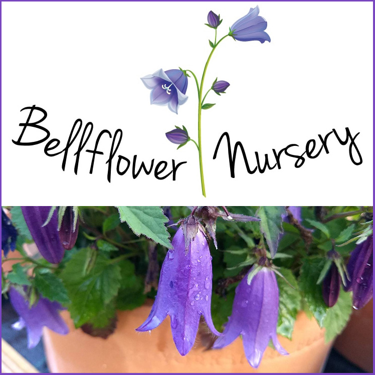Bellflower Nursery Grown In England