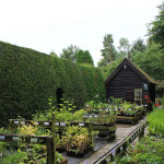 Grown in England  Bide-A-Wee Cottage 1