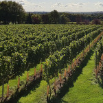 Grown in England Bluestone Vineyards 1