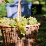 Grown in England Brightwell Vineyard 1