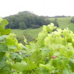 Grown in England Combe Hay Vineyard 1