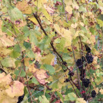 Grown in England Coopers Croft Vineyard 1