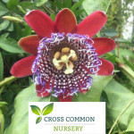 Grown in England Cross Common Nursery 1