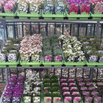 Grown in England Cutteslowe Horticultural Therapy & Garden Centre 5