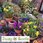 Grown in England Daisy Roots 1