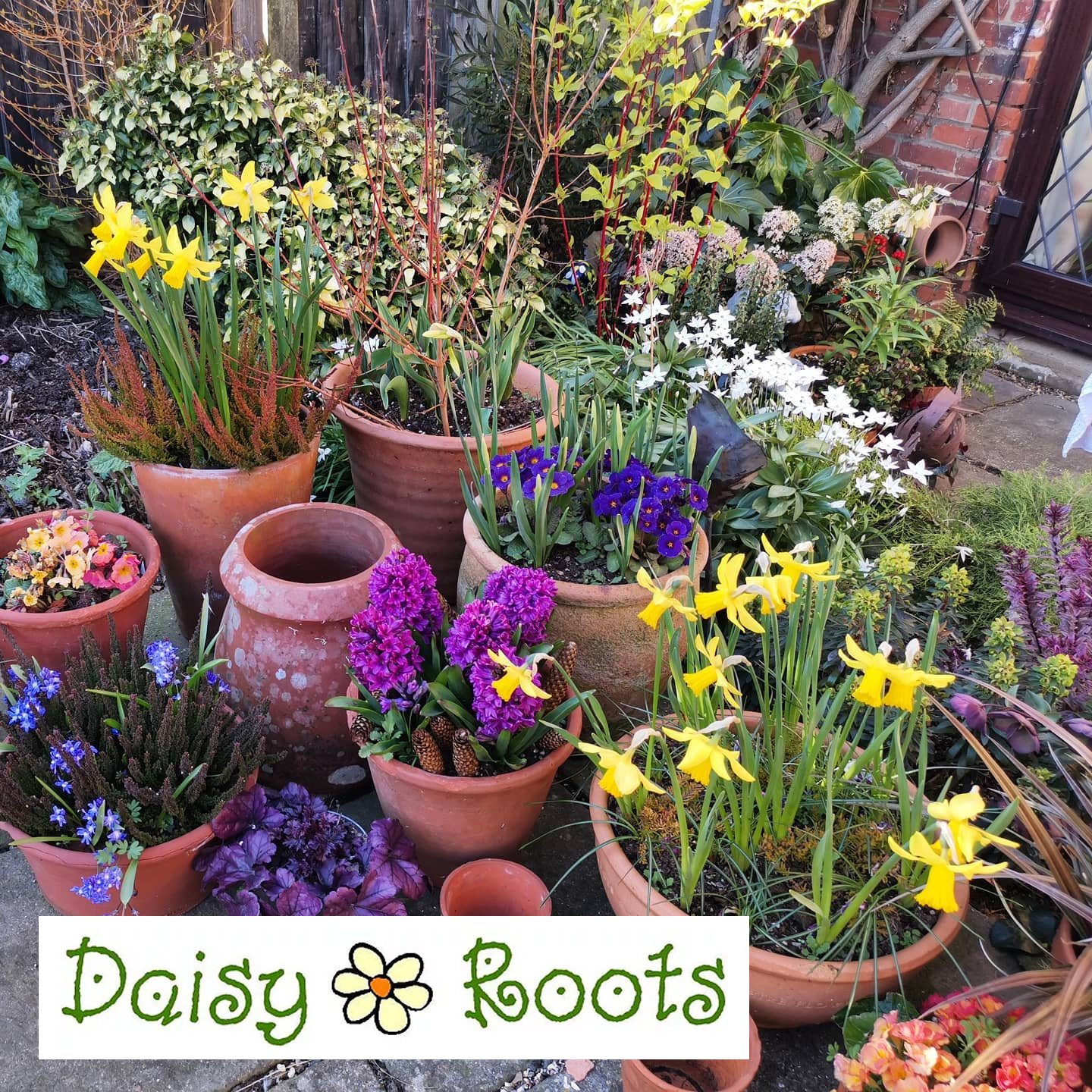 Daisy Roots Grown In England