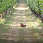 Grown in England Danebury Vineyards 1