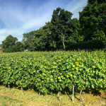 Grown in England Exton Park Vineyard 1