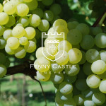 Grown in England Fenny Castle Vineyard 1
