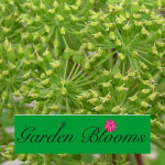 Grown in England  Garden Blooms 2