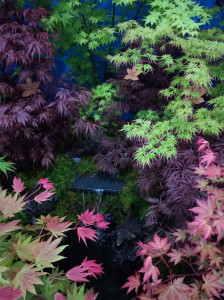 Grown in England Hippo Maples 3