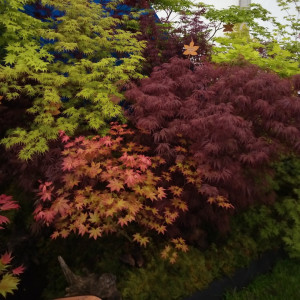 Grown in England Hippo Maples 4