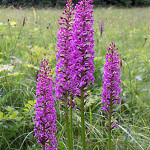 Grown in England Laneside Hardy Orchids 3