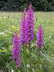 Grown in England Laneside Hardy Orchids 3