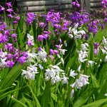 Grown in England Laneside Hardy Orchids 4