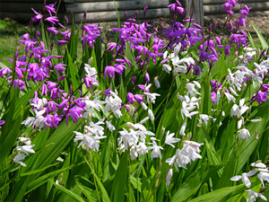 Grown in England Laneside Hardy Orchids 4