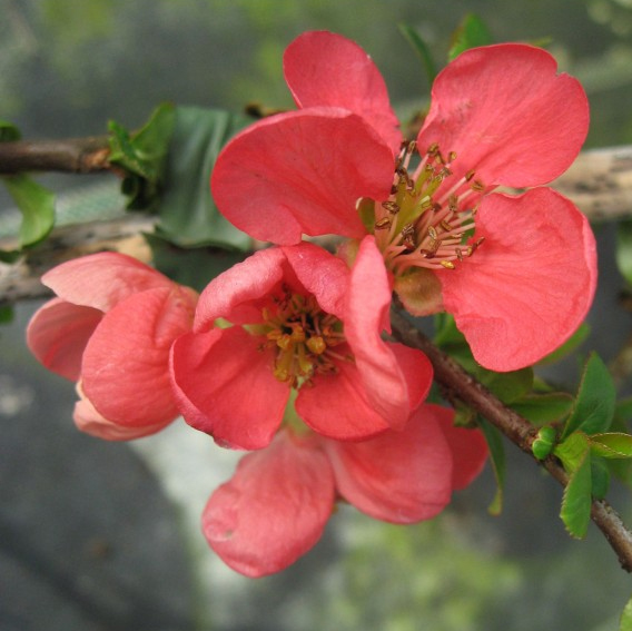 Langthorns Plantery Grown In England