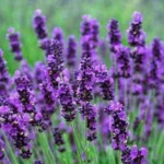 Grown in England  Lavender World 1