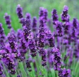 Grown in England  Lavender World 1