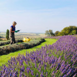 Grown in England  Lavender World 5