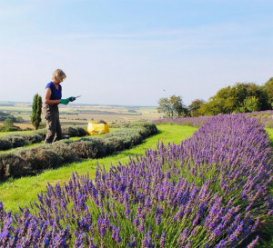 Grown in England  Lavender World 5