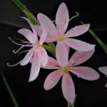 Grown in England Lilies Water Gardens 5