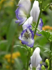 Grown in England Lilies and Chillies 1