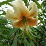 Grown in England Lilies and Chillies 3