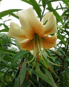 Grown in England Lilies and Chillies 3