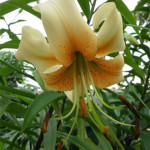 Grown in England Lilies and Chillies 3