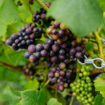 Grown in England Looe Valley Vineyard 1