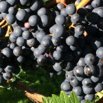 Grown in England Marlings Vineyard 1