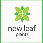 Grown in England New Leaf Plants 1